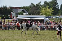 Kampf der Giganten Sundhausen Bild: Kampf der Giganten Sundhausen