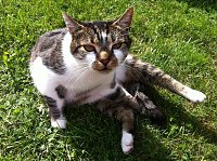 Wieder Katze verschwunden Bild: Wieder Katze verschwunden
