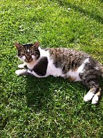 Wieder Katze verschwunden Bild: Wieder Katze verschwunden