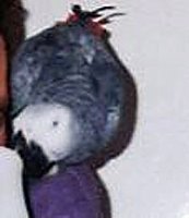 Bild: Graupapagei entflogen,