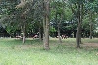Jubiläen bei den Tierschützern Bild: Jubiläen bei den Tierschützern