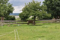 Jubiläen bei den Tierschützern Bild: Jubiläen bei den Tierschützern