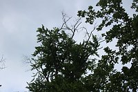 Waldbegehung am Possen im unterschiedlicher Resonanz Bild: Waldbegehung am Possen im unterschiedlicher Resonanz