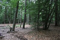 Waldbegehung am Possen im unterschiedlicher Resonanz Bild: Waldbegehung am Possen im unterschiedlicher Resonanz