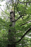 Waldbegehung am Possen im unterschiedlicher Resonanz Bild: Waldbegehung am Possen im unterschiedlicher Resonanz