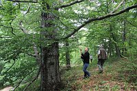 Waldbegehung am Possen im unterschiedlicher Resonanz Bild: Waldbegehung am Possen im unterschiedlicher Resonanz