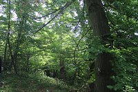 Waldbegehung am Possen im unterschiedlicher Resonanz Bild: Waldbegehung am Possen im unterschiedlicher Resonanz
