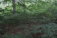Waldbegehung am Possen mit unterschiedlicher Resonanz Bild: Waldbegehung am Possen mit unterschiedlicher Resonanz