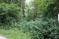 Waldbegehung am Possen mit unterschiedlicher Resonanz Bild: Waldbegehung am Possen mit unterschiedlicher Resonanz