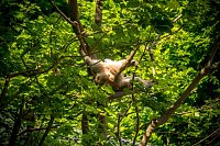 Bild: Besuch bei den Affen am Strau&szlig;berg