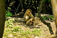 Bild: Besuch bei den Affen am Strau&szlig;berg