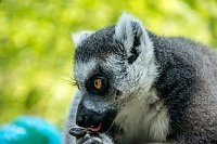 Bild: Besuch bei den Affen am Strau&szlig;berg