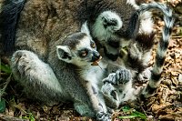 Bild: Besuch bei den Affen am Strau&szlig;berg