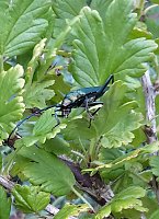 Bild: G&auml;ste im Garten