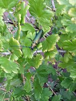 Bild: G&auml;ste im Garten