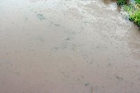 Bild: Dauerregen besch&auml;ftigt Feuerwehren