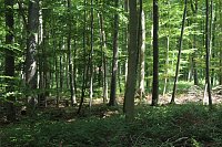 Waldbegehung mit Siegesmund und Kieling Bild: Waldbegehung mit Siegesmund und Kieling