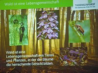 Revierförster mit bildlicher Wanderung Bild: Revierförster mit bildlicher Wanderung