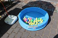 Falkner sorgte für Auflauf Bild: Falkner sorgte für Auflauf