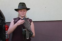 Falkner sorgte für Auflauf Bild: Falkner sorgte für Auflauf