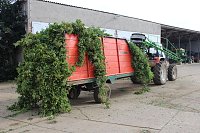 Bild: Start der Hopfenernte in Gro&szlig;enehrich