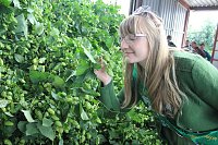 Bild: Start der Hopfenernte in Gro&szlig;enehrich