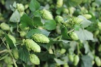 Bild: Start der Hopfenernte in Gro&szlig;enehrich