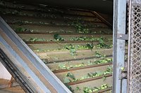Bild: Start der Hopfenernte in Gro&szlig;enehrich