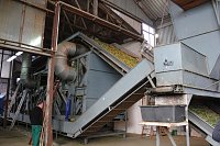 Bild: Start der Hopfenernte in Gro&szlig;enehrich