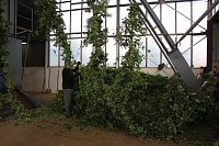 Bild: Start der Hopfenernte in Gro&szlig;enehrich