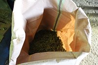 Bild: Start der Hopfenernte in Gro&szlig;enehrich