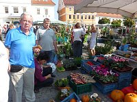 Planzenmarkt in Sondershausen Bild: Planzenmarkt in Sondershausen