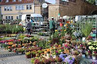Pflanzenmarkt in Sondershausen Bild: Pflanzenmarkt in Sondershausen