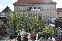 Pflanzenmarkt in Sondershausen Bild: Pflanzenmarkt in Sondershausen