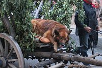 Bild: Das komplette Bauernheer