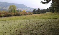 Bild: F&uuml;r Bienen-Ragwurz und Spargelerbse