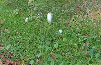 Pilze im Wald Bild: Pilze im Wald