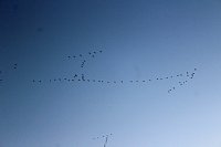 Großes Geschrei über Sondershausen Bild: Großes Geschrei über Sondershausen