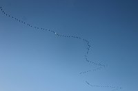 Großes Geschrei über Sondershausen Bild: Großes Geschrei über Sondershausen