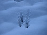 Bild: Der Harz taut...