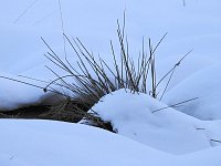 Bild: Der Harz taut...