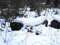 Bild: Der Harz taut...