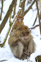 Bild: Affenbande auch im Schnee unterwegs
