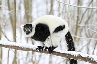Bild: Affenbande auch im Schnee unterwegs