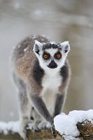 Bild: Affenbande auch im Schnee unterwegs