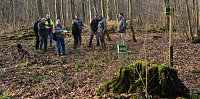 Touristisches Ausflugsziel: Mutterblutbuche Bild: Touristisches Ausflugsziel: Mutterblutbuche