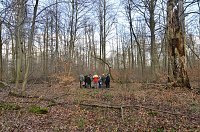 Touristisches Ausflugsziel: Mutterblutbuche Bild: Touristisches Ausflugsziel: Mutterblutbuche