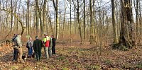 Touristisches Ausflugsziel: Mutterblutbuche Bild: Touristisches Ausflugsziel: Mutterblutbuche