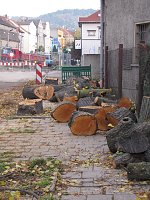 Bild: Baumf&auml;llung in Bad Frankenhausen