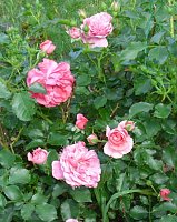 Bild: K&ouml;nigin der Blumen bl&uuml;ht wieder